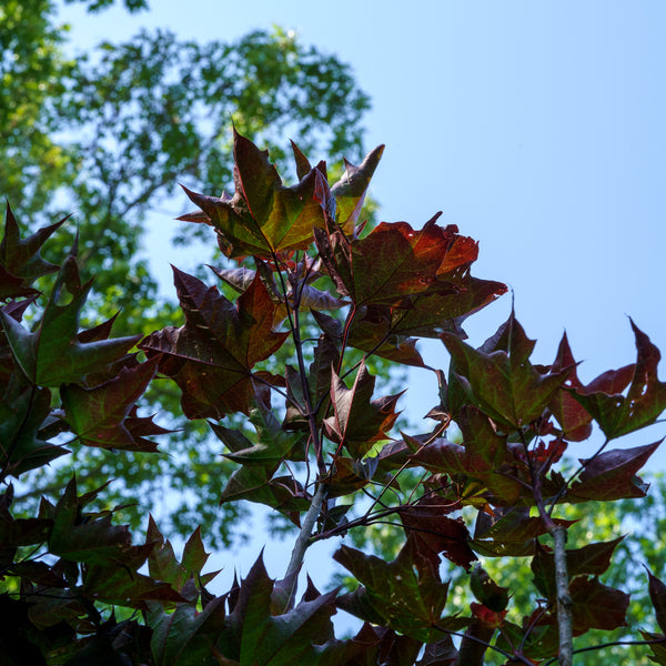 Crimson Sunset Maple - Maple - Shade Trees