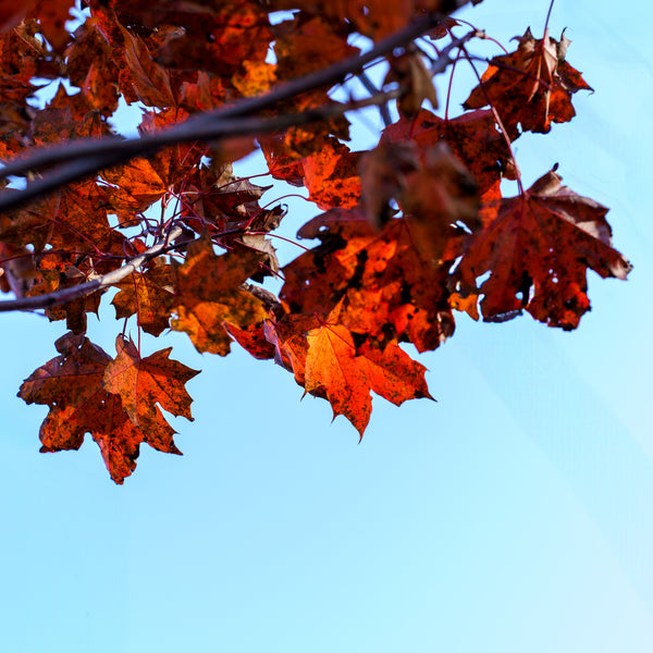 Crimson Sunset Maple