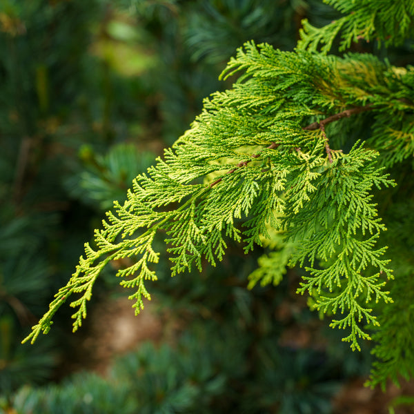 Crippsii Hinoki Cypress
