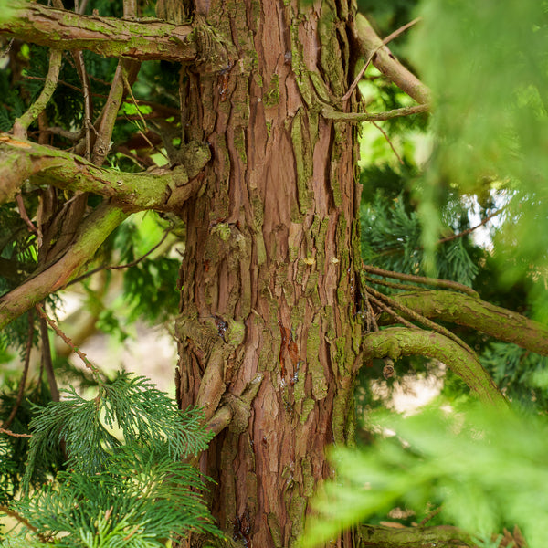 Crippsii Hinoki Cypress