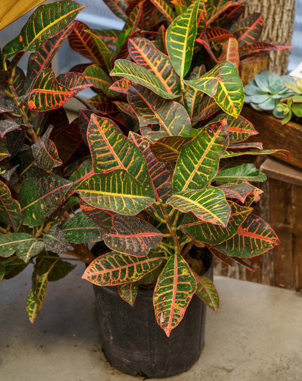 Croton Petra