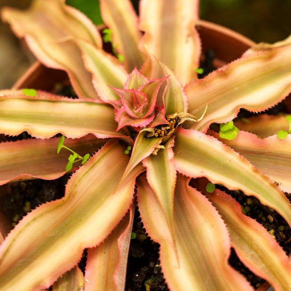 Cryptanthus Bromeliad