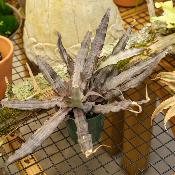 Cryptanthus Bromeliad