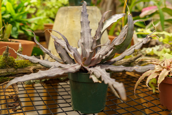 Cryptanthus Bromeliad