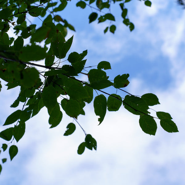 Cumulus Serviceberry