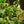 Load image into Gallery viewer, Curly Sue Orchid Cactus
