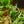 Load image into Gallery viewer, Curly Sue Orchid Cactus
