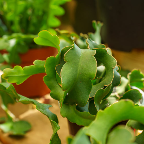 Curly Sue Orchid Cactus