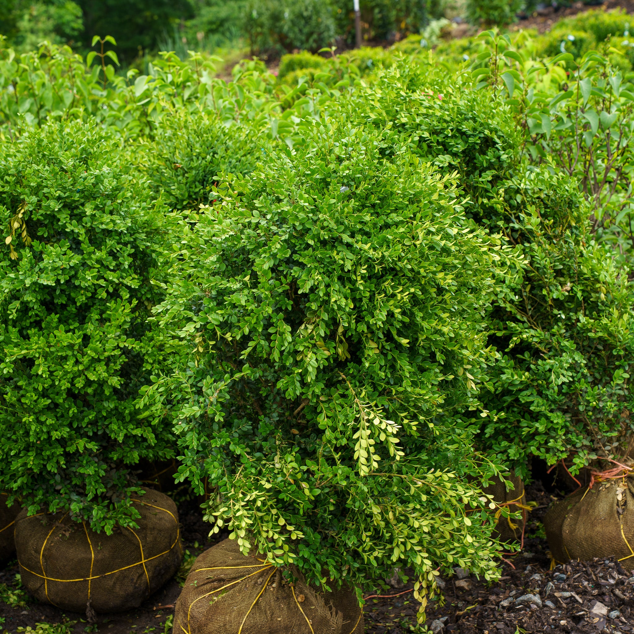 Cylinder Green Mountain Boxwood – Plant Detectives