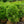 Load image into Gallery viewer, Green Mountain Boxwood
