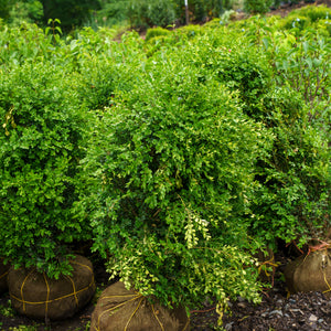 Green Mountain Boxwood