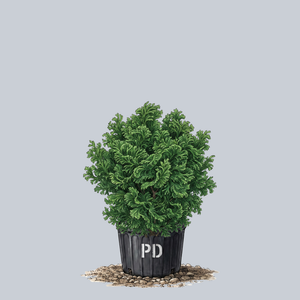 Dainty Doll Hinoki Cypress