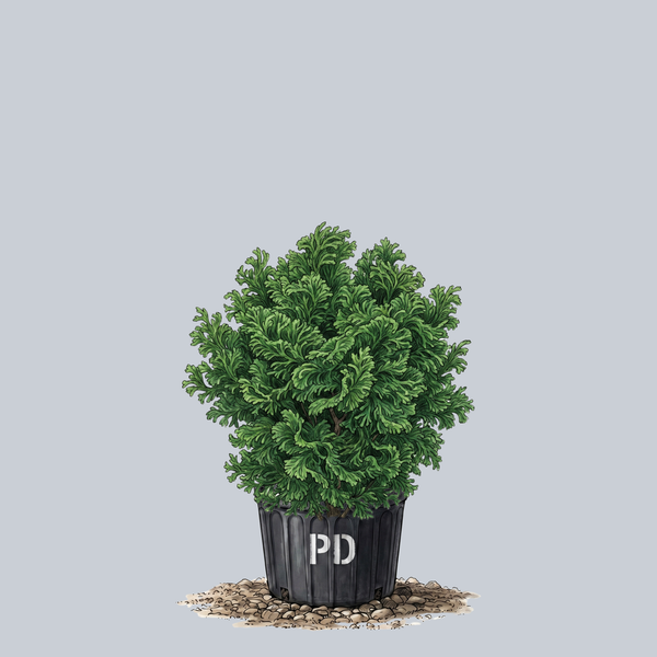 Dainty Doll Hinoki Cypress