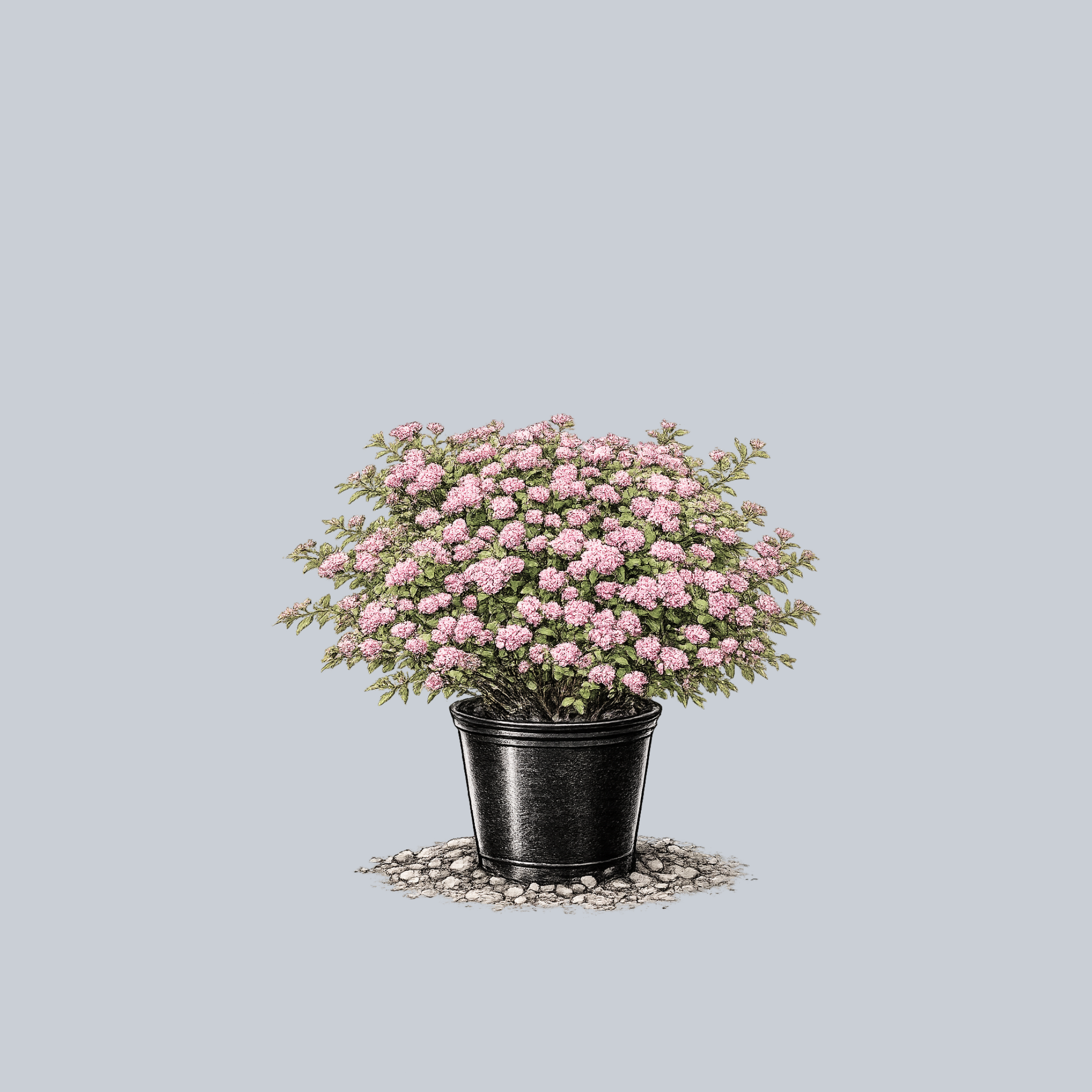 Dakota Goldcharm Spirea – Plant Detectives
