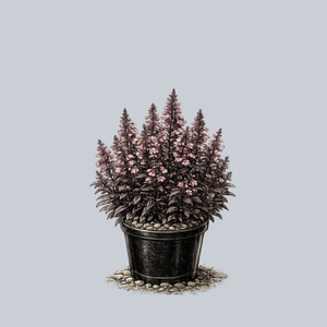 Dakota Burgundy Beardtongue