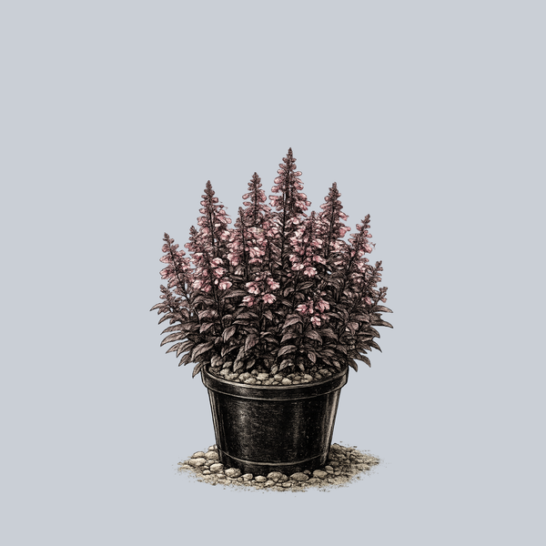 Dakota Burgundy Beardtongue