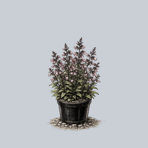 Dakota Verde Beardtongue