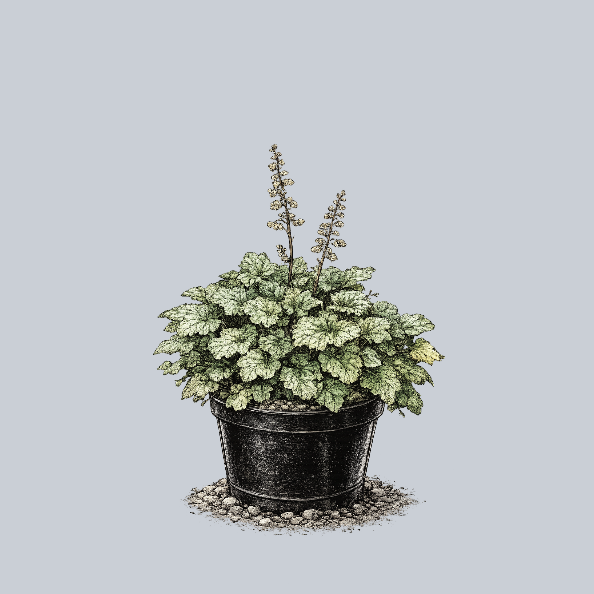 Dale's Strain Coral Bells – Plant Detectives