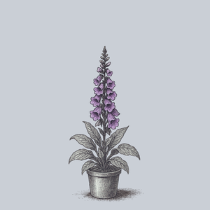 Dalmatian Purple Foxglove