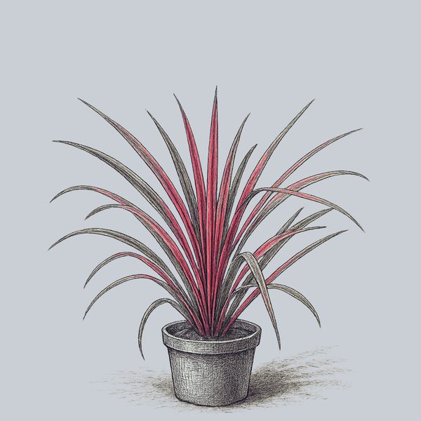 Dance Can Can Cordyline