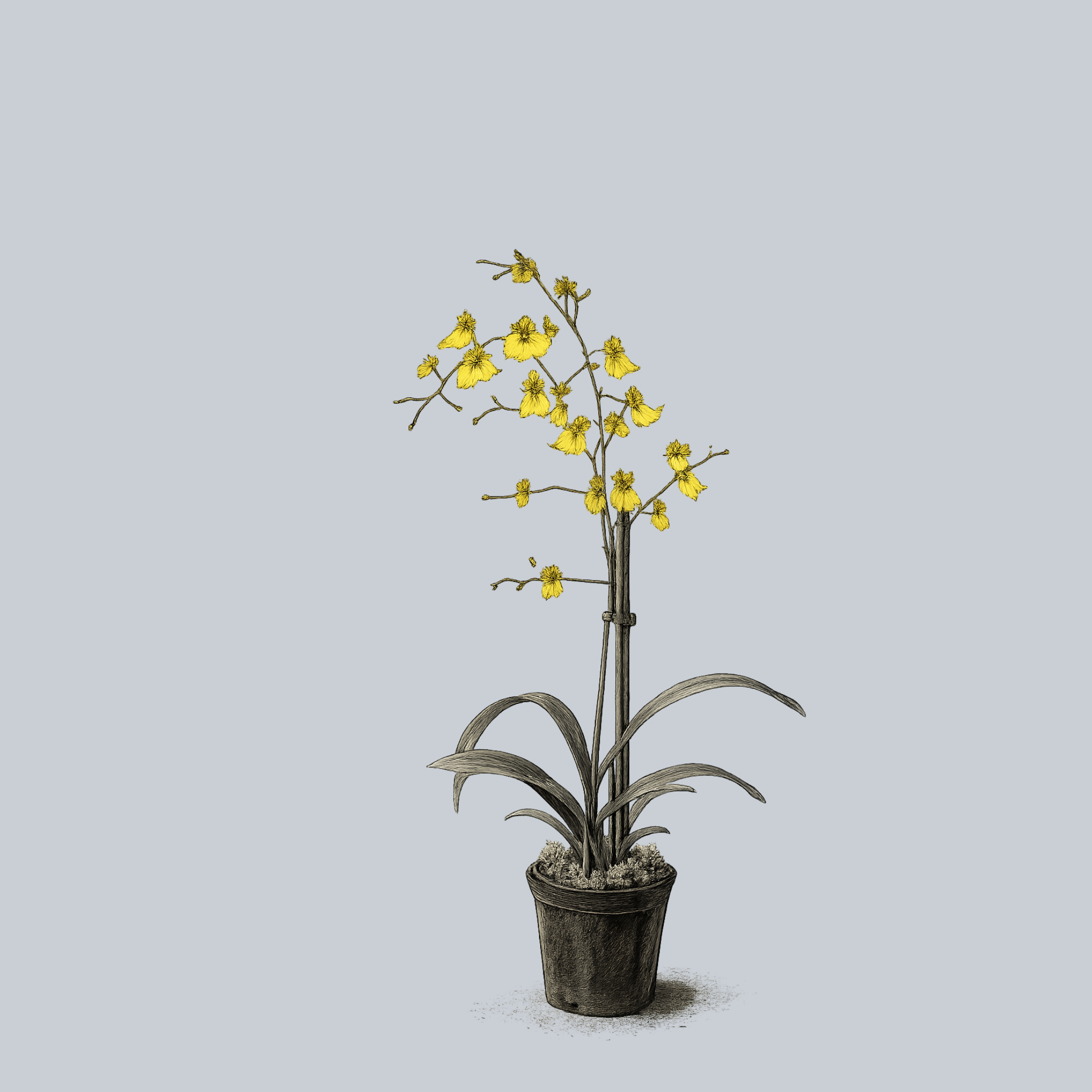 sansevieria dancing lady Dancing Lady Orchid – Plant Detectives