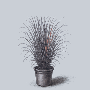 Dancing Wind Big Bluestem