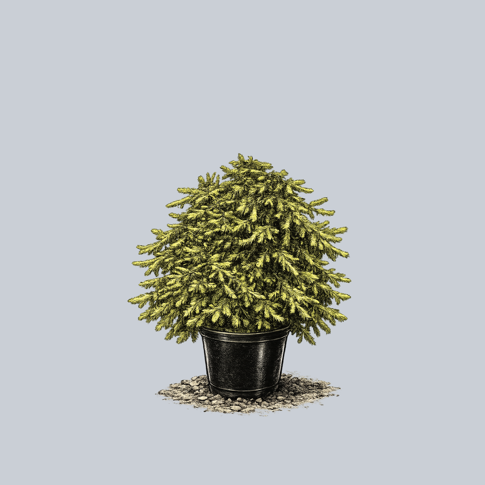 Dandylion Norway Spruce – Plant Detectives