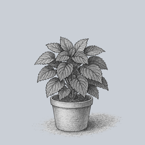 Dappled Apple Coleus