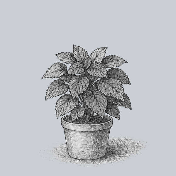 Dappled Apple Coleus