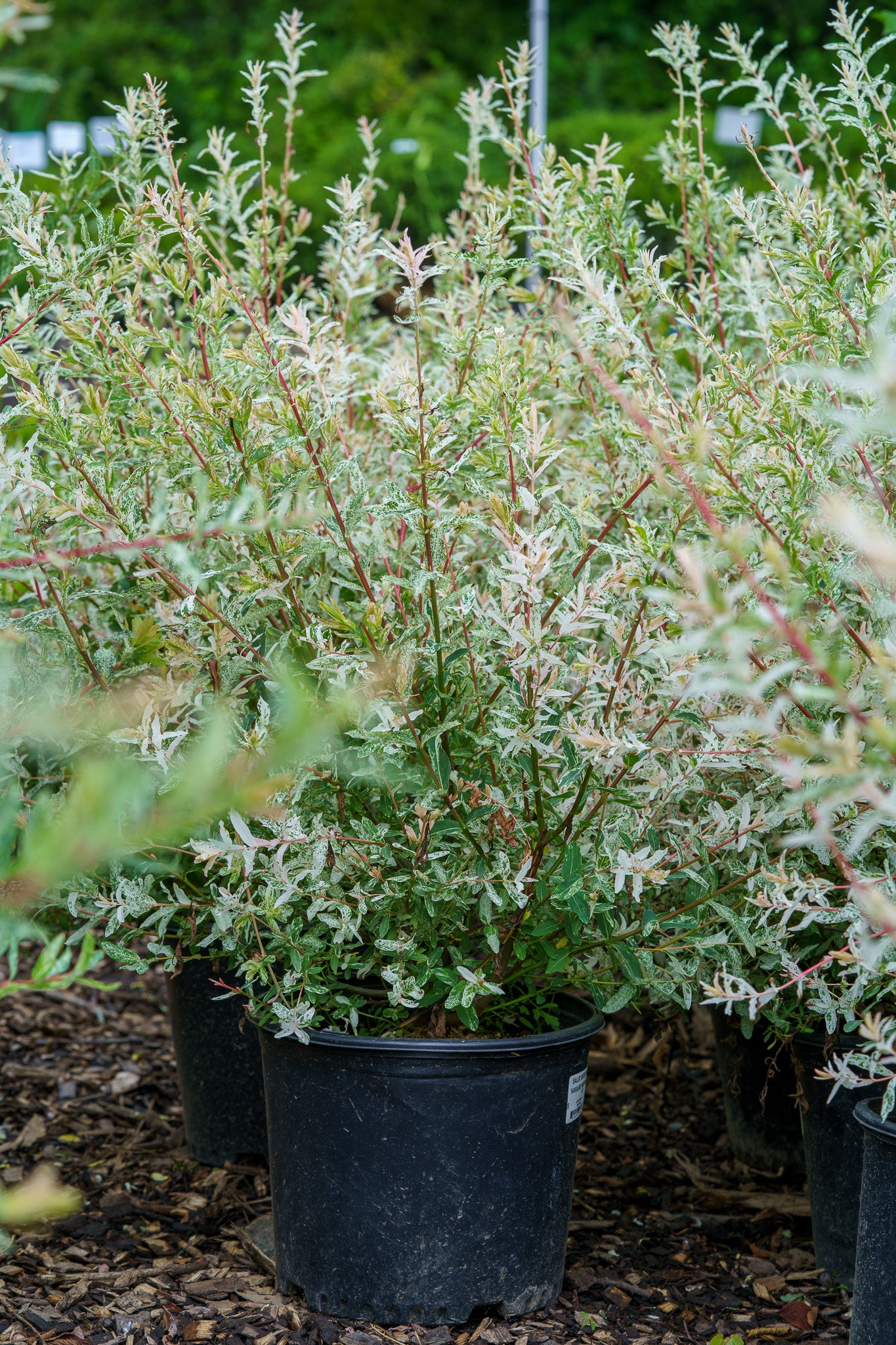 Plant of the Week - Dappled Willow – Plant Detectives