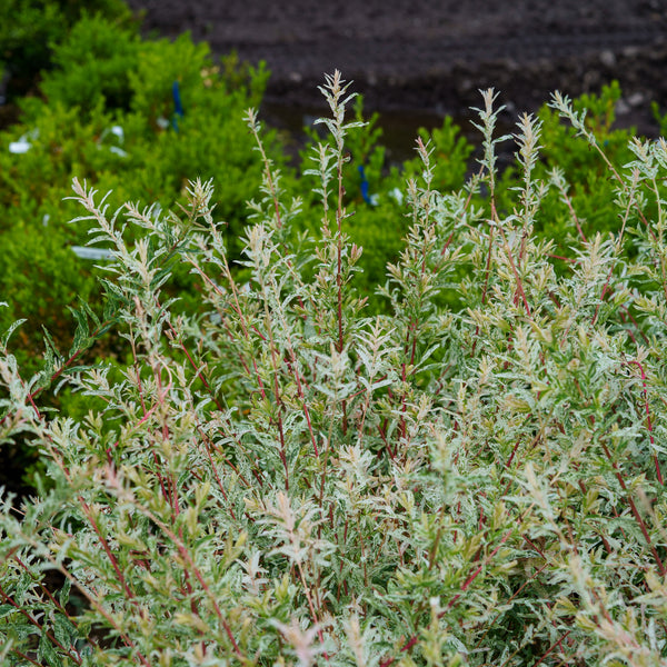 Dappled Willow - Other Shrubs - Shrubs