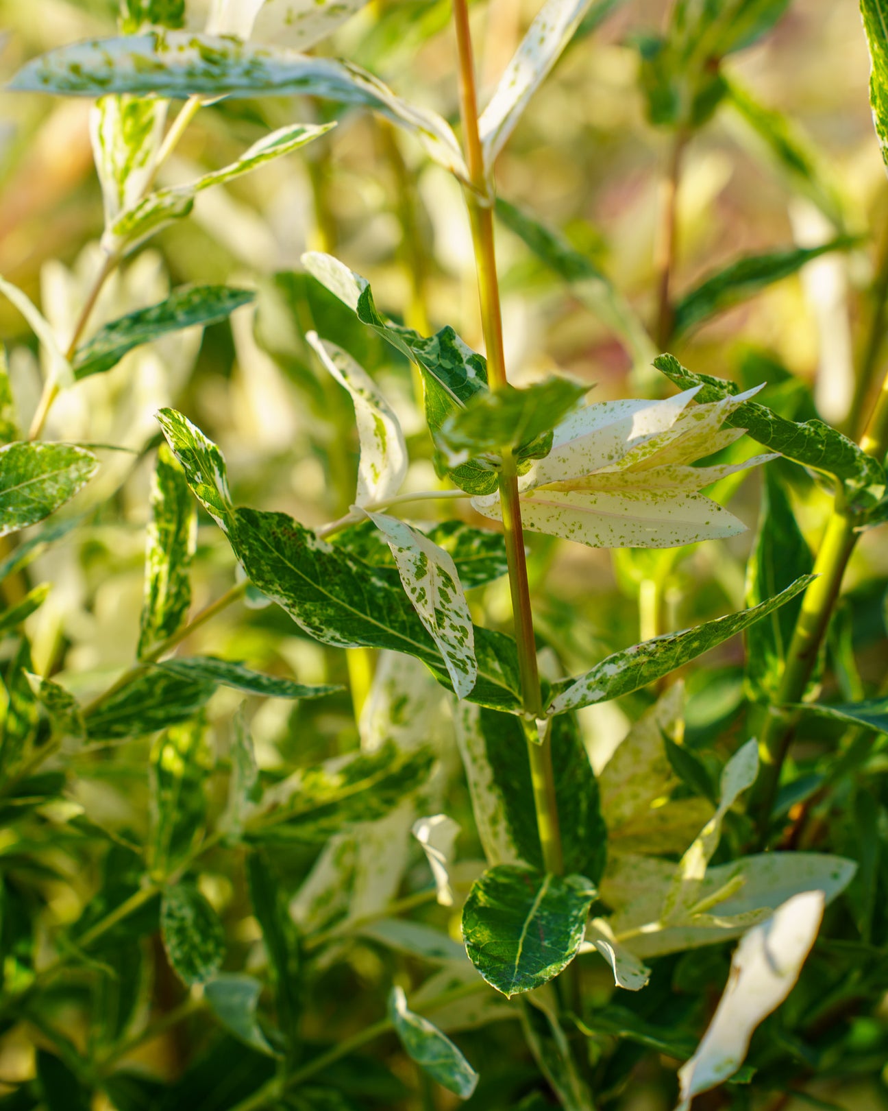 Plant of the Week - Dappled Willow – Plant Detectives