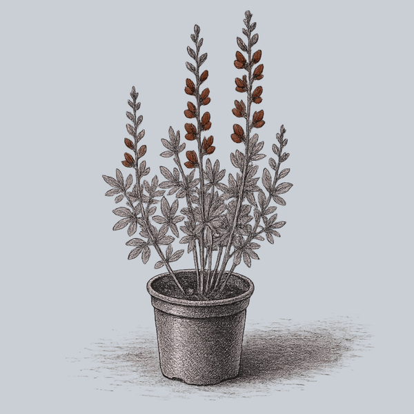 Dark Chocolate False Indigo