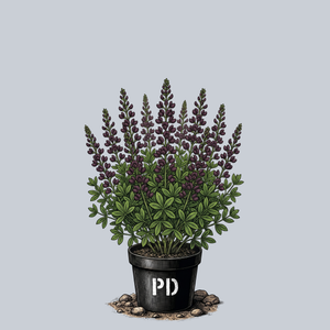 Dark Chocolate False Indigo