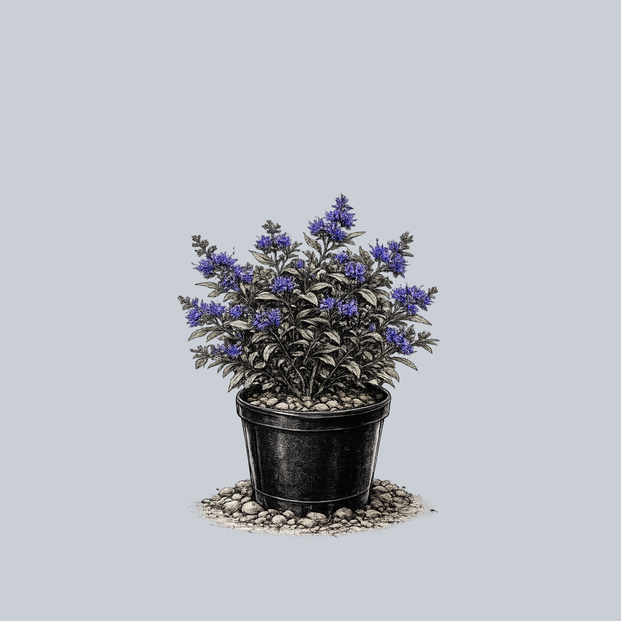 Dark Knight Bluebeard – Plant Detectives