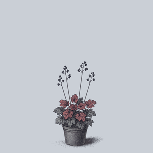 Dark Magic Coral Bells