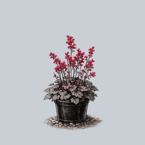 Dark Magic Coral Bells