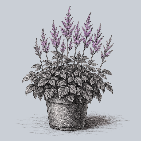 Dark Side of the Moon Astilbe