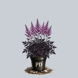 Dark Side of the Moon Astilbe