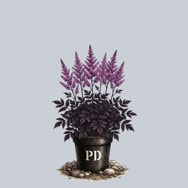 Dark Side of the Moon Astilbe