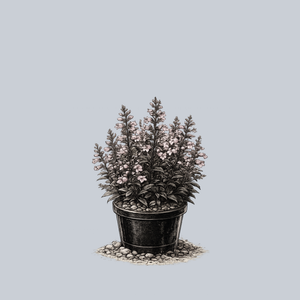 Dark Towers Beardtongue
