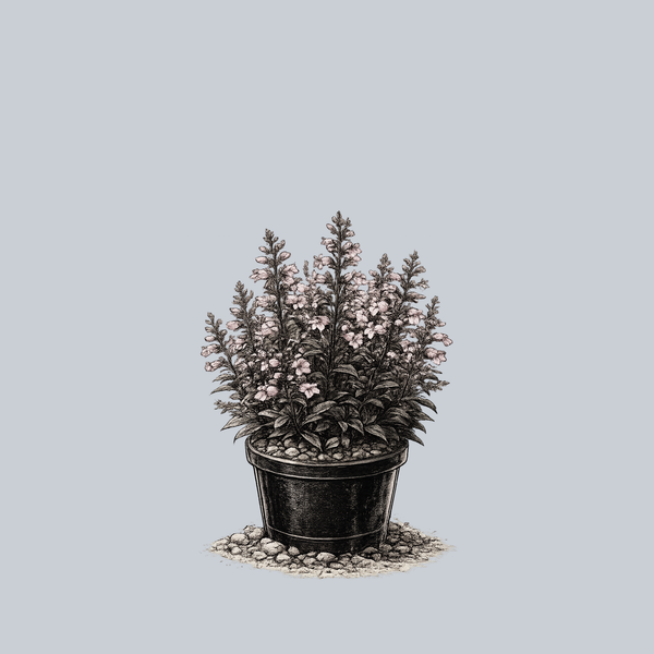 Dark Towers Beardtongue