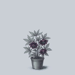 Dashing Groomsmen Lenten Rose