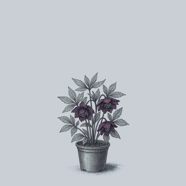 Dashing Groomsmen Lenten Rose