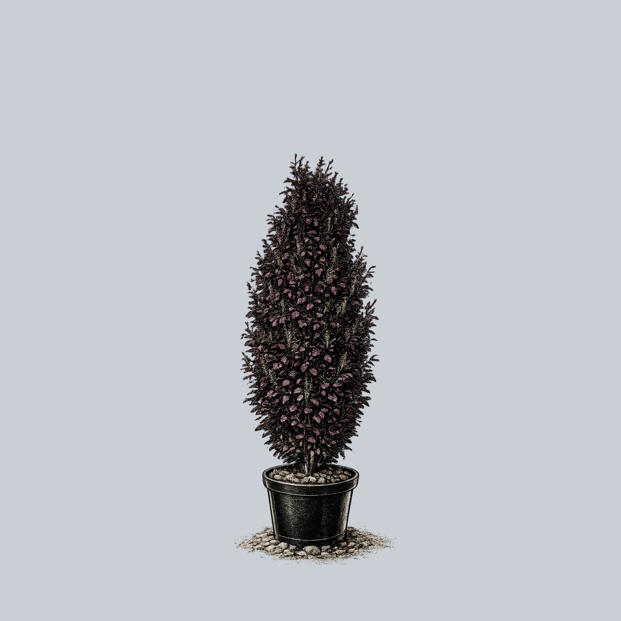 Dawyck Purple Beech – Plant Detectives
