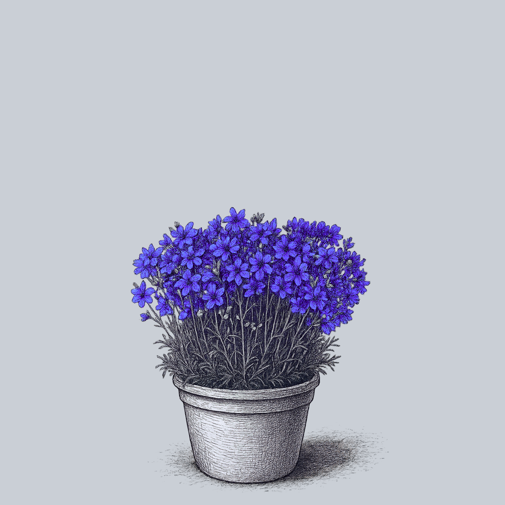 can you plant delphinium in pots Delfix Blue Delphinium – Plant Detectives