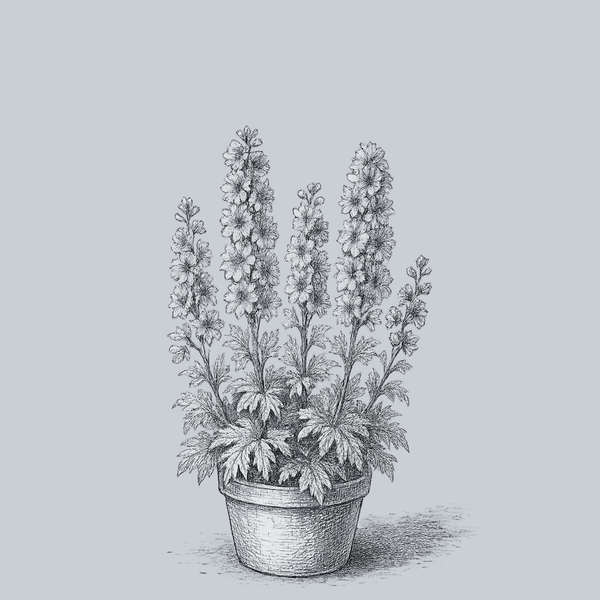 Delgenius Neva Delphinium