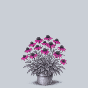 Delicious Candy Coneflower