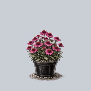 Delicious Candy Coneflower
