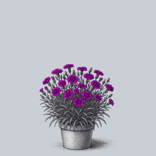 Delilah Purple Dianthus